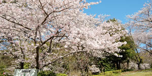 蛇ヶ谷公園の桜