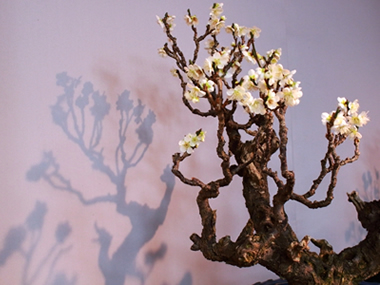 盆梅展