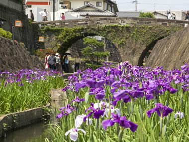 高瀬裏川の花しょうぶ