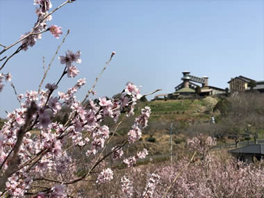 てんすい桜(啓翁桜)