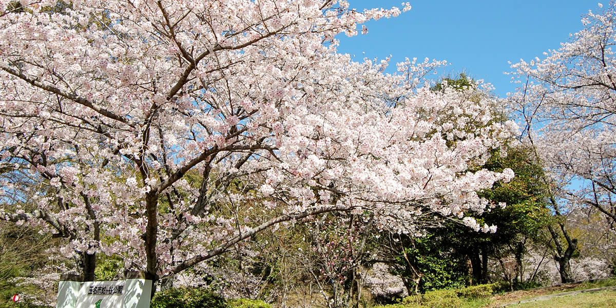 花めぐり